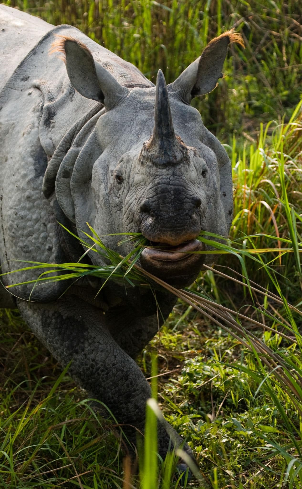Assam