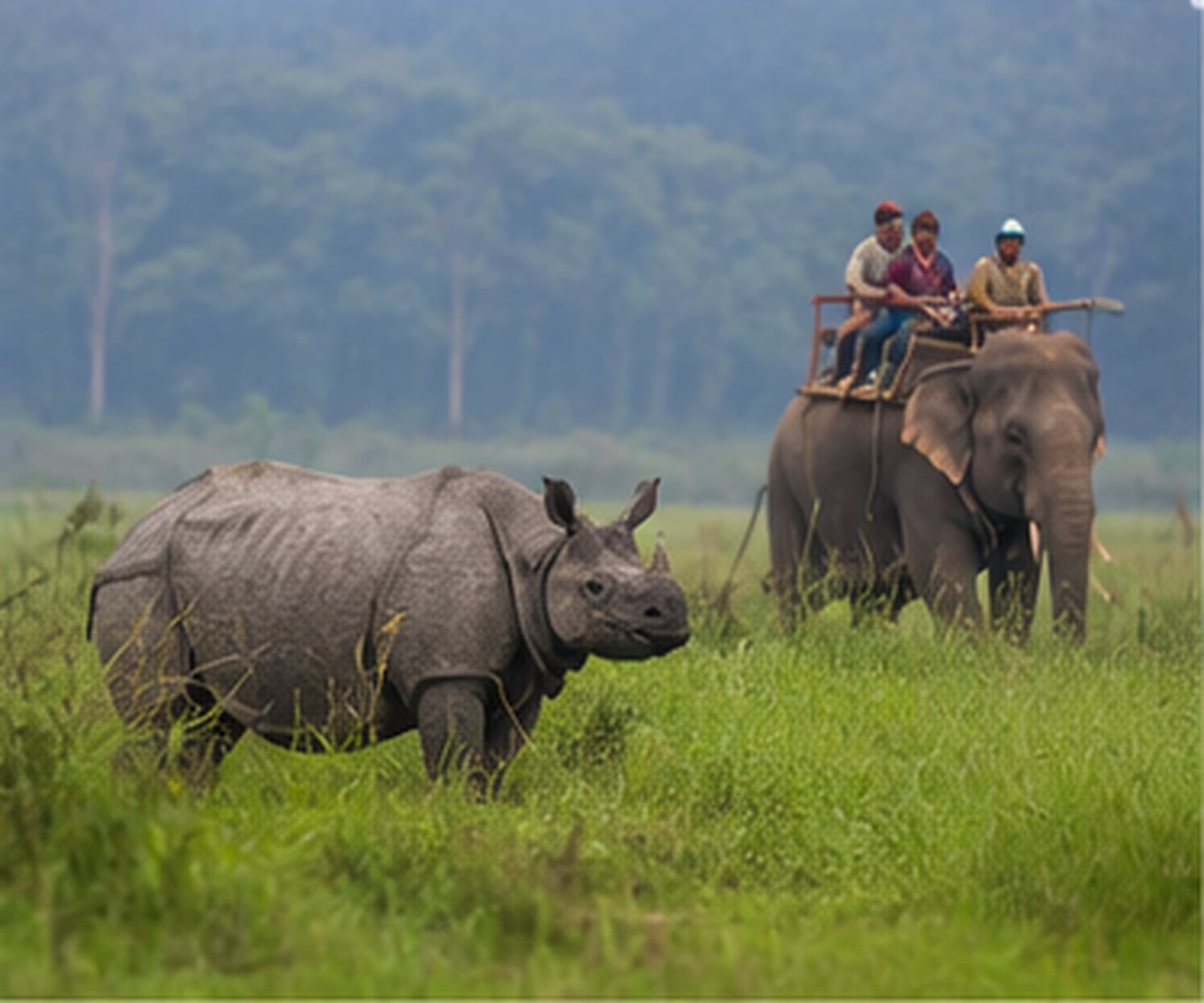 Assam & Kaziranga Wildlife Escape