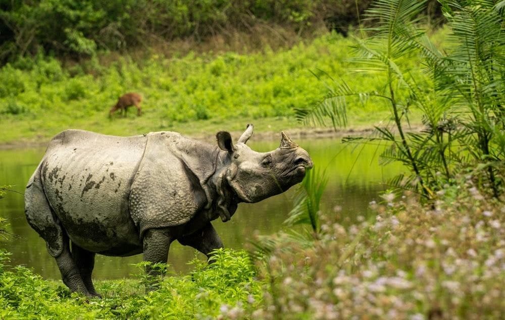 Assam & Kaziranga
