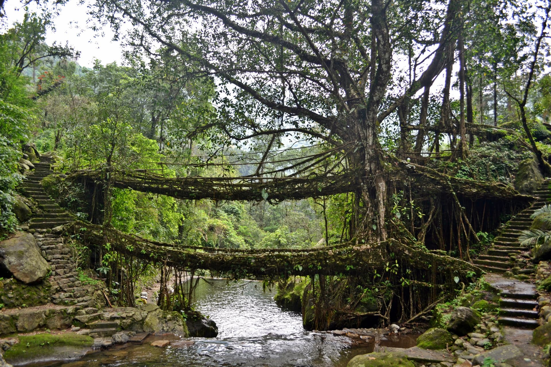 About Double Root Bridge