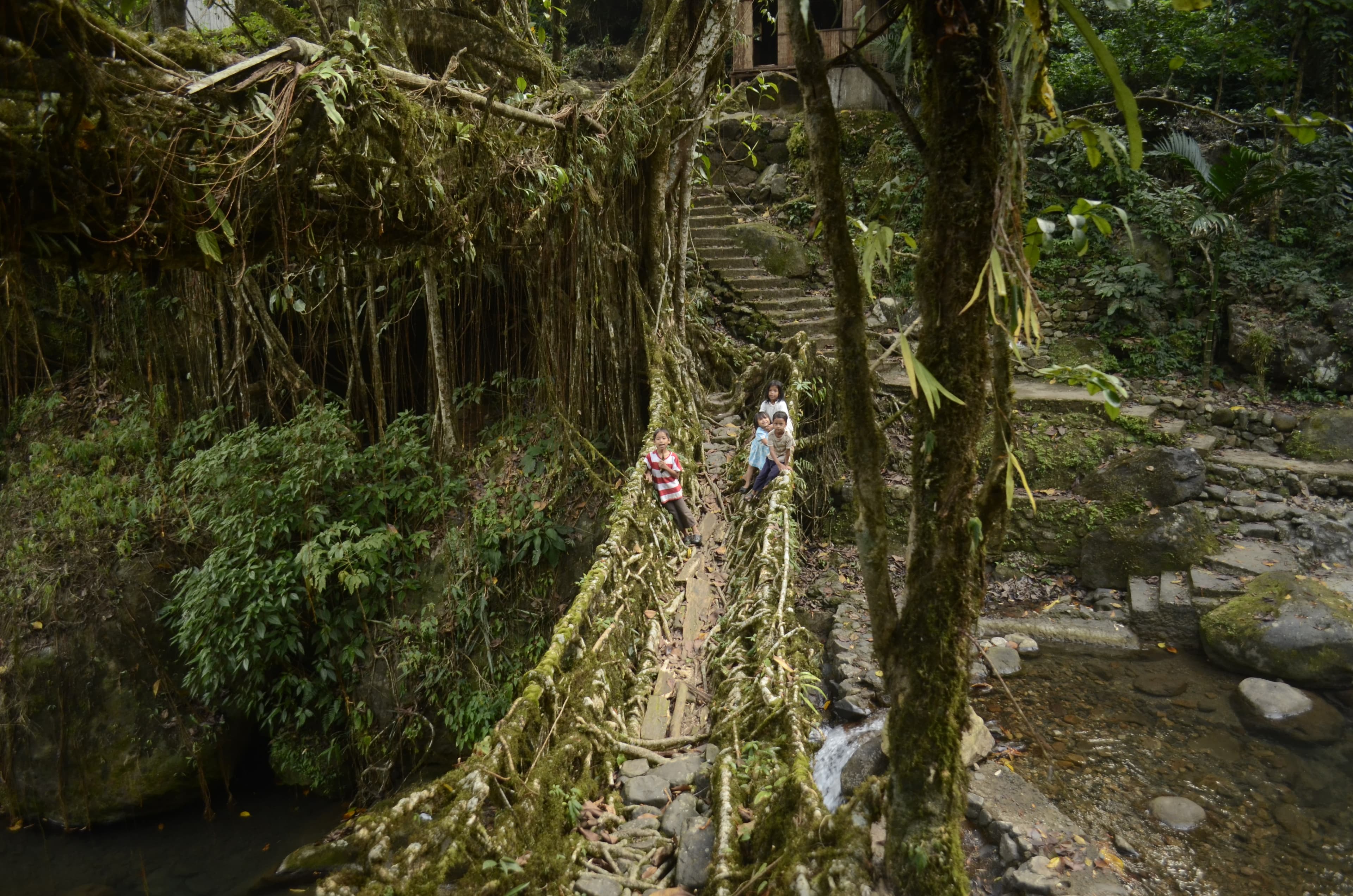 Double Root Bridge 1