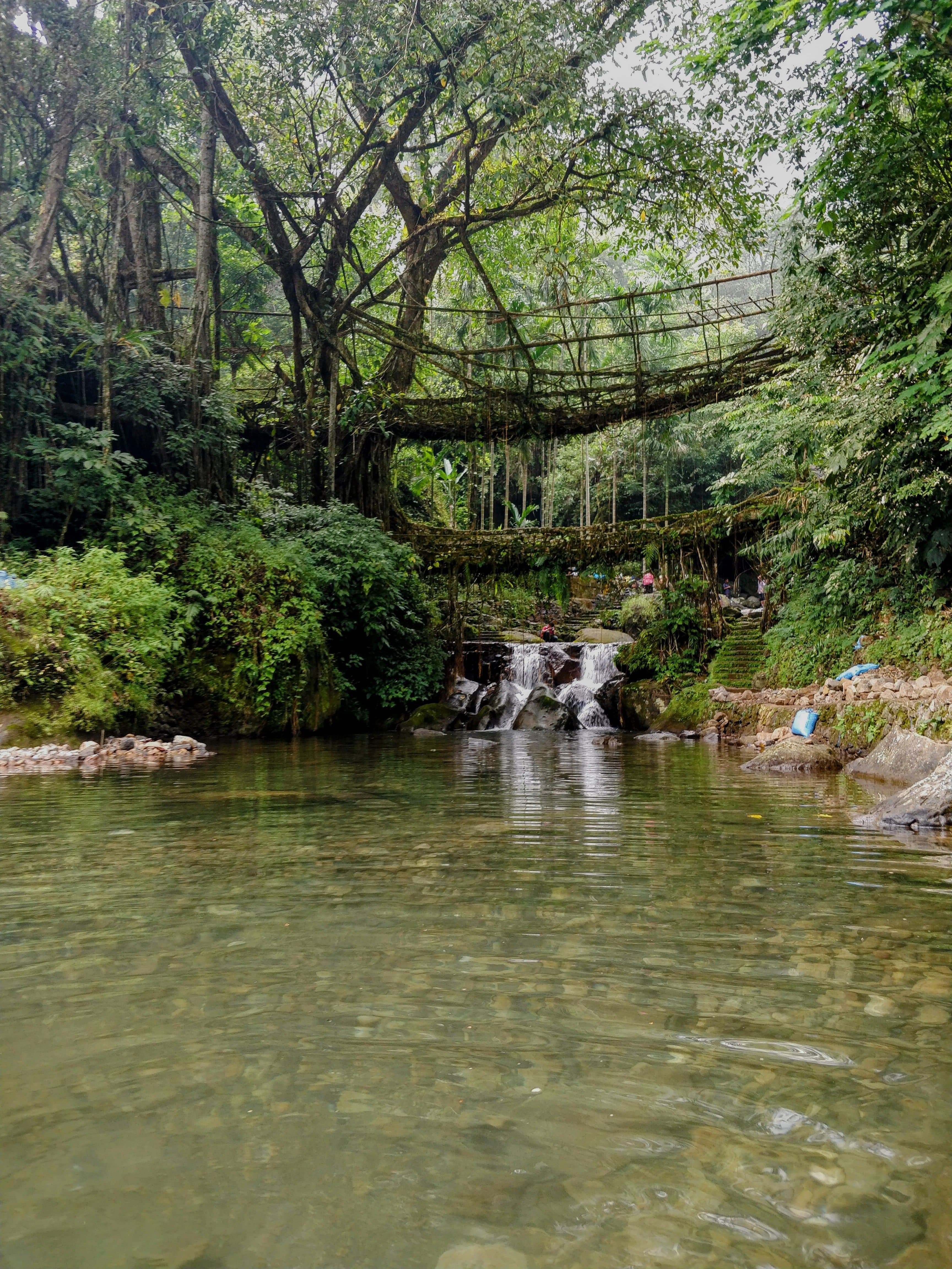 Double Root Bridge 2