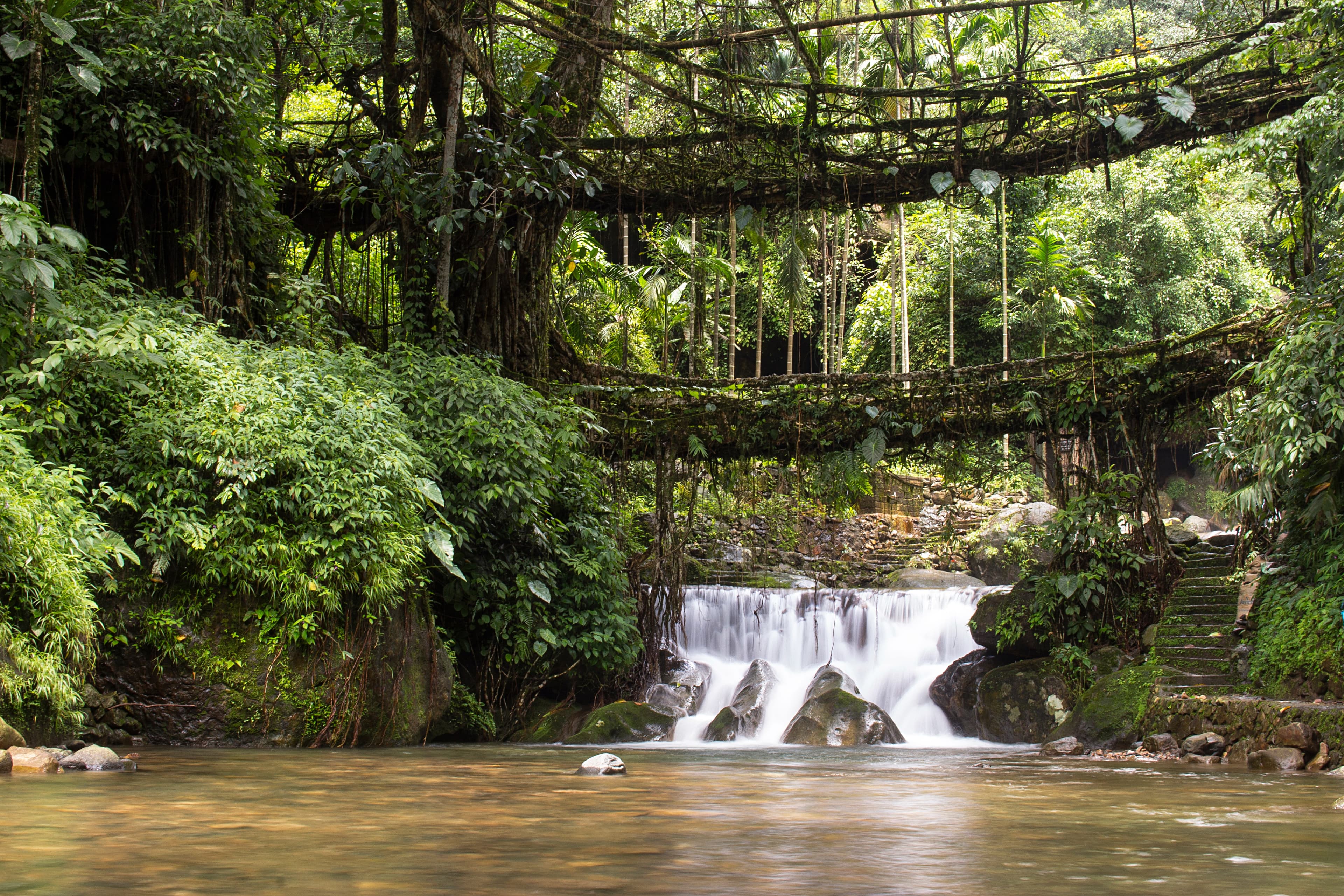 Double Root Bridge 4