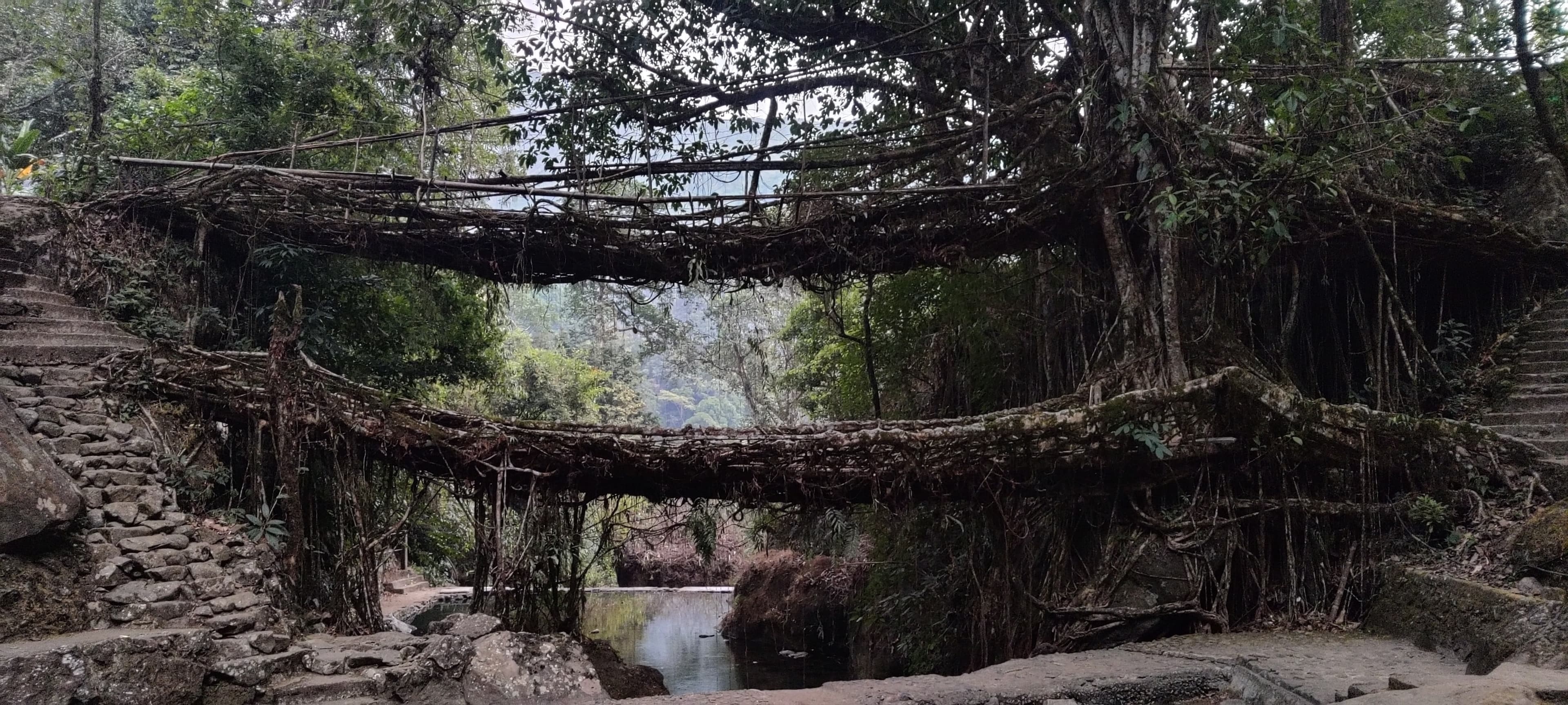 Double Root Bridge