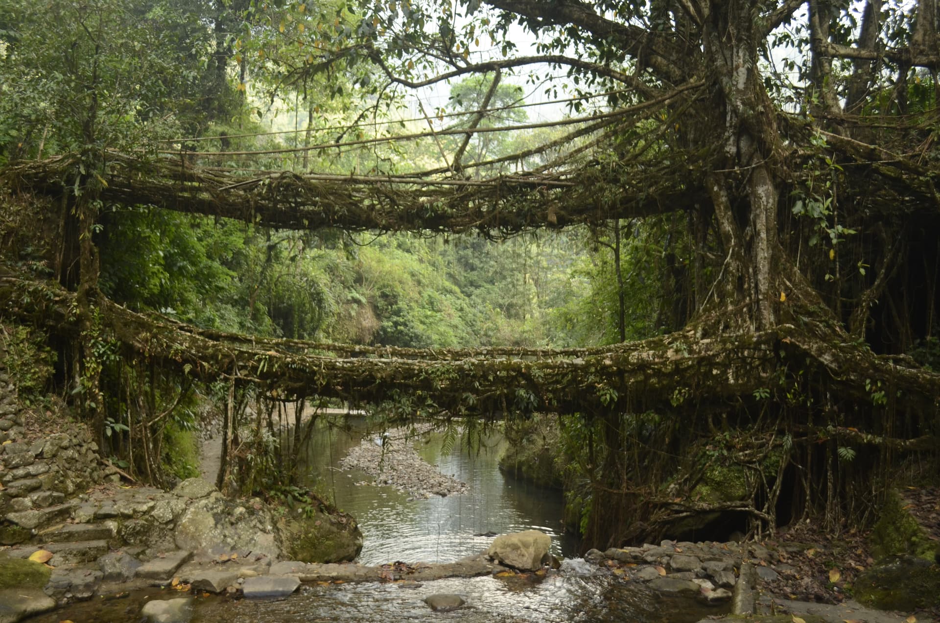 Double Root Bridge
