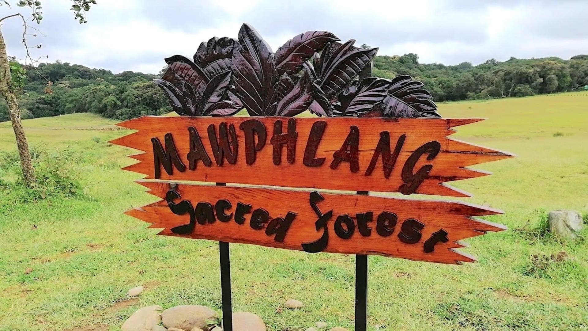About Mawphlang Forest