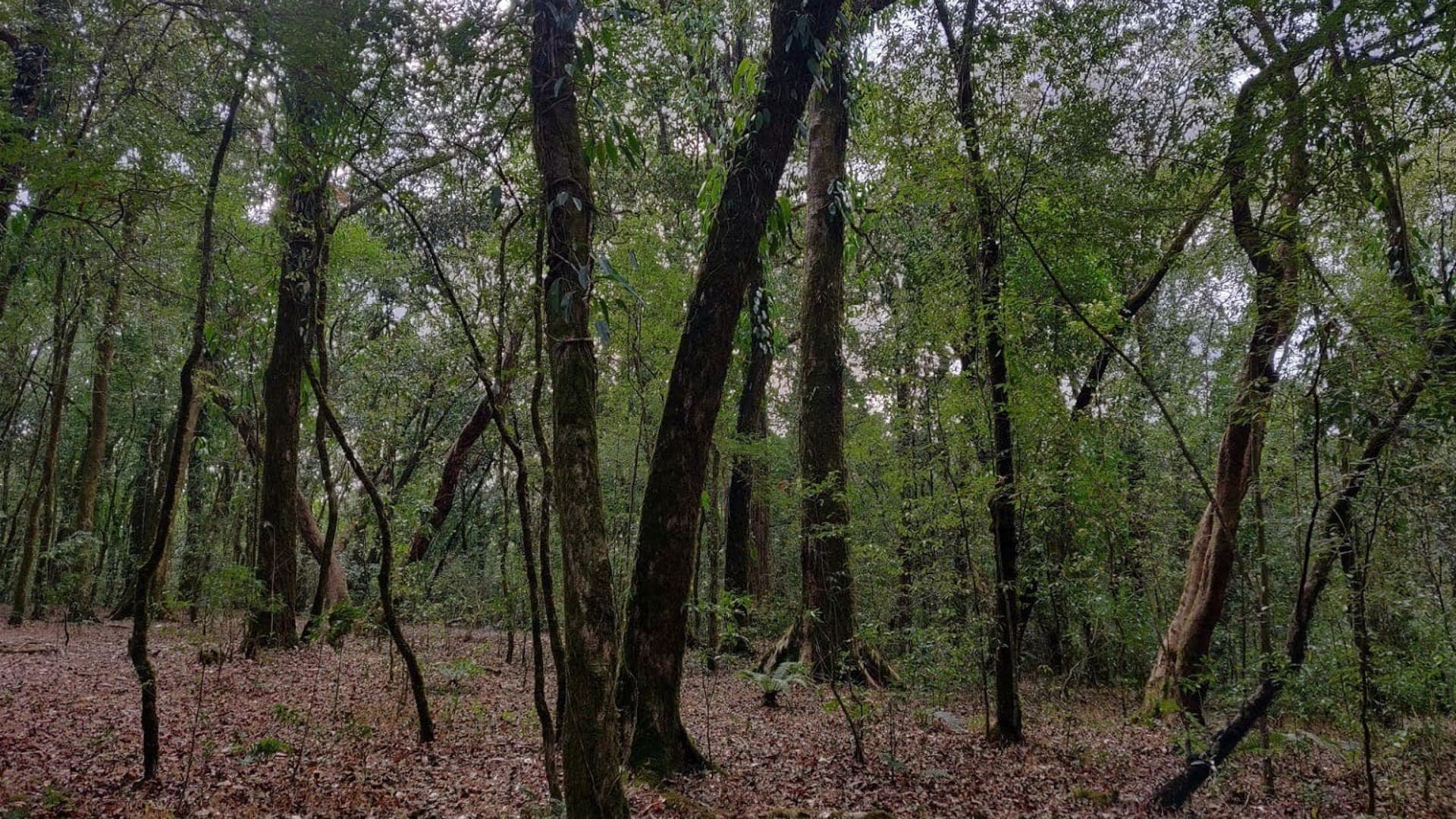 Mawphlang Forest 1