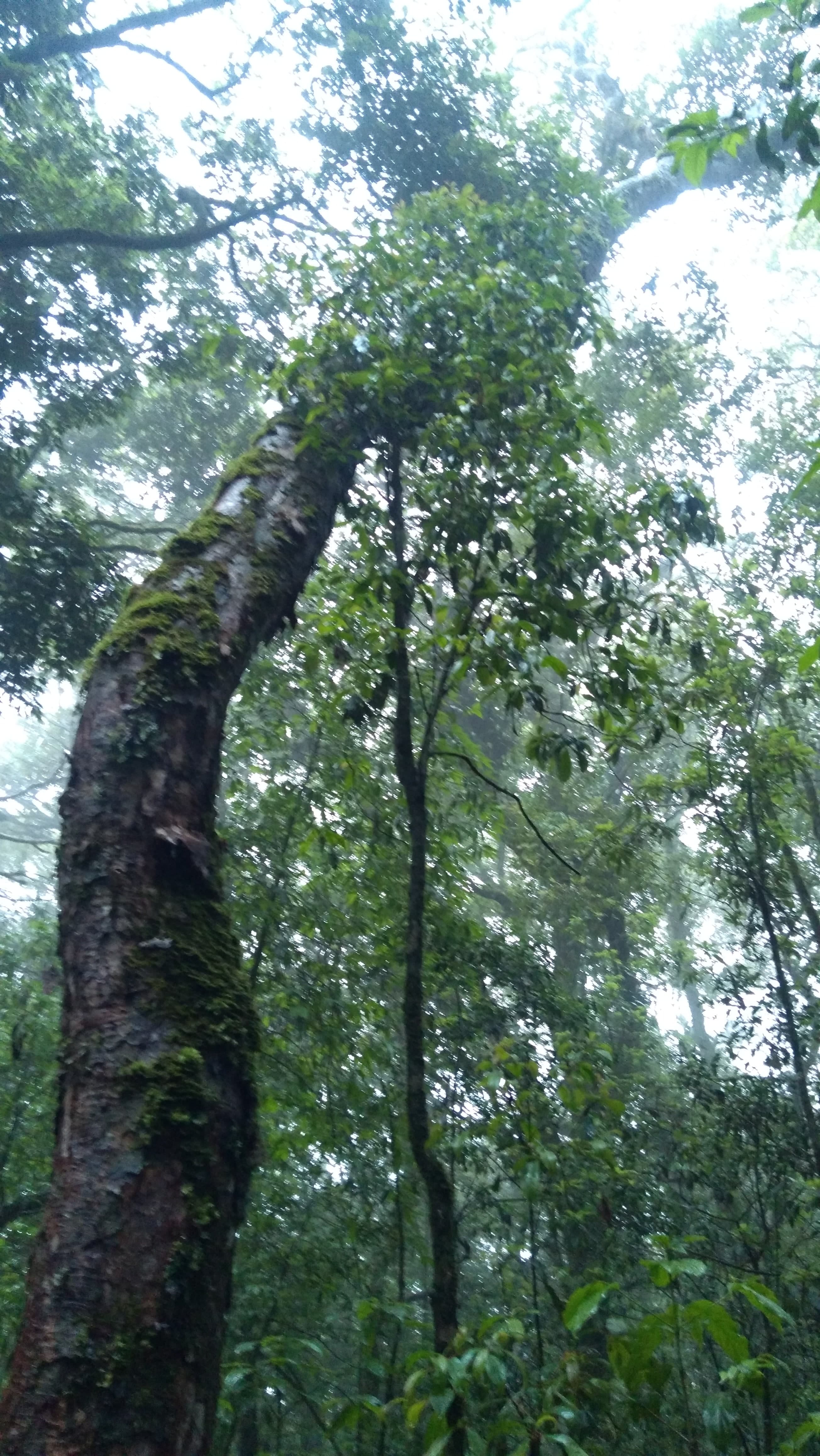 Mawphlang Forest 2