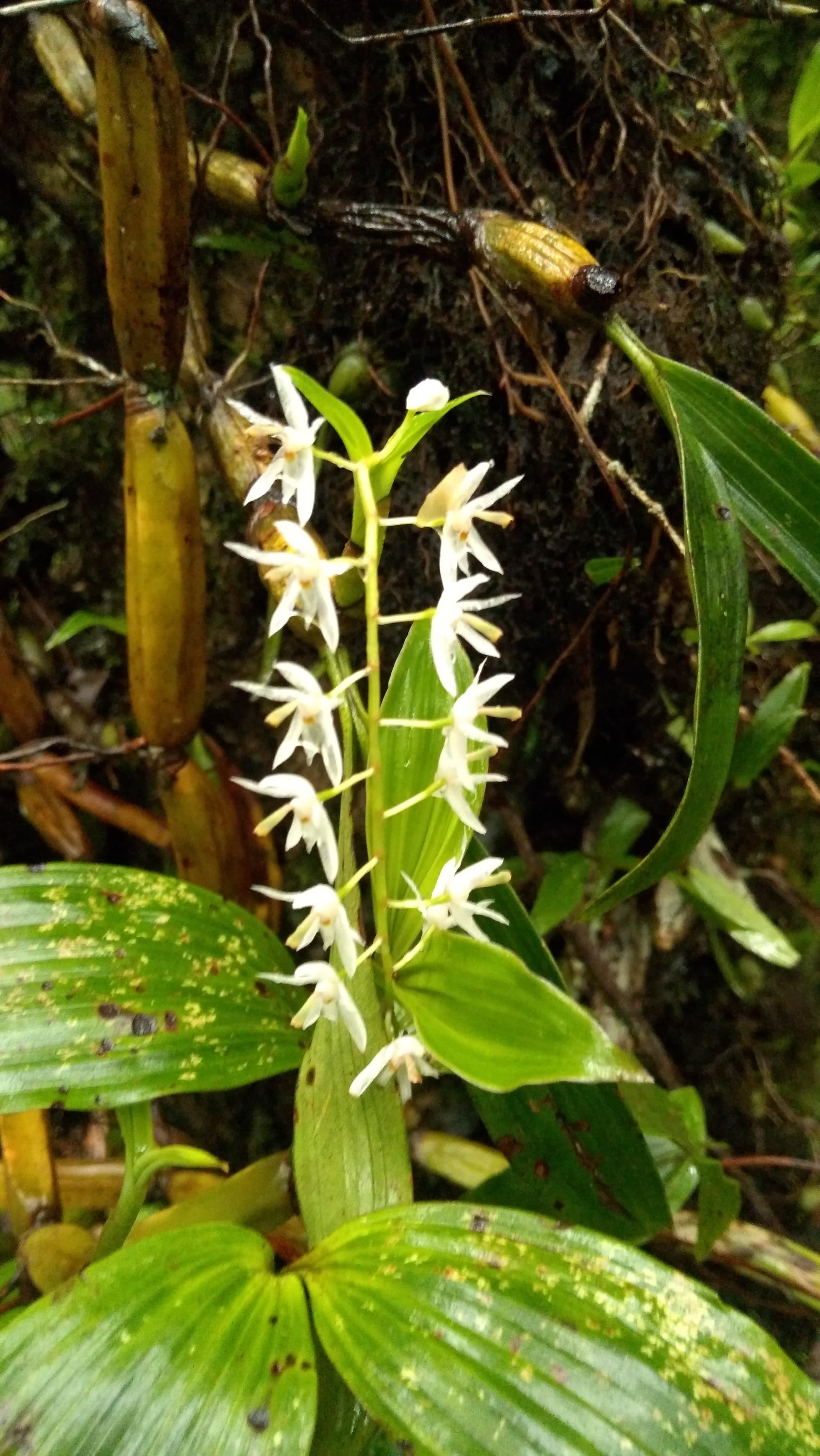Mawphlang Forest 4