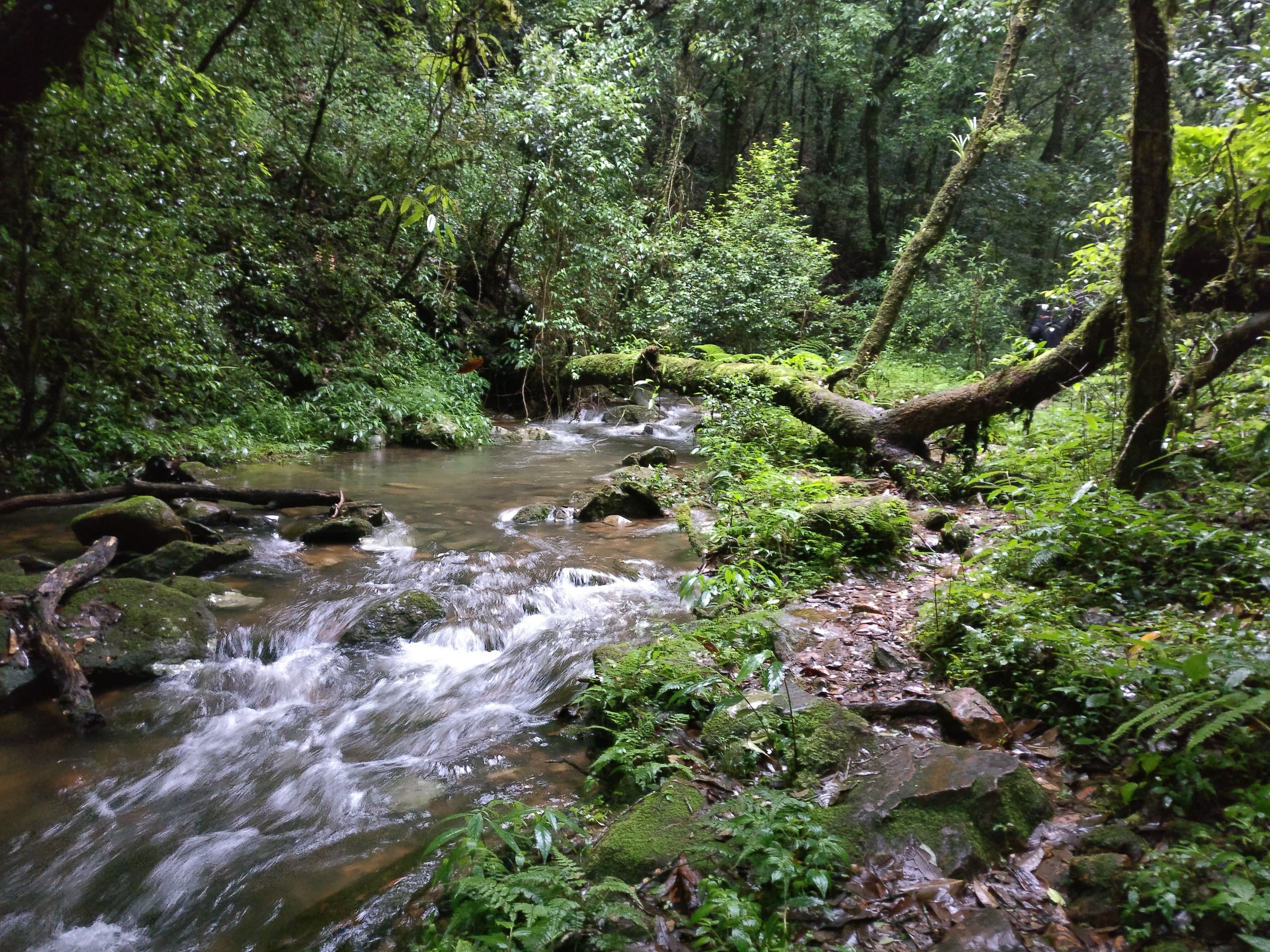 Mawphlang Forest