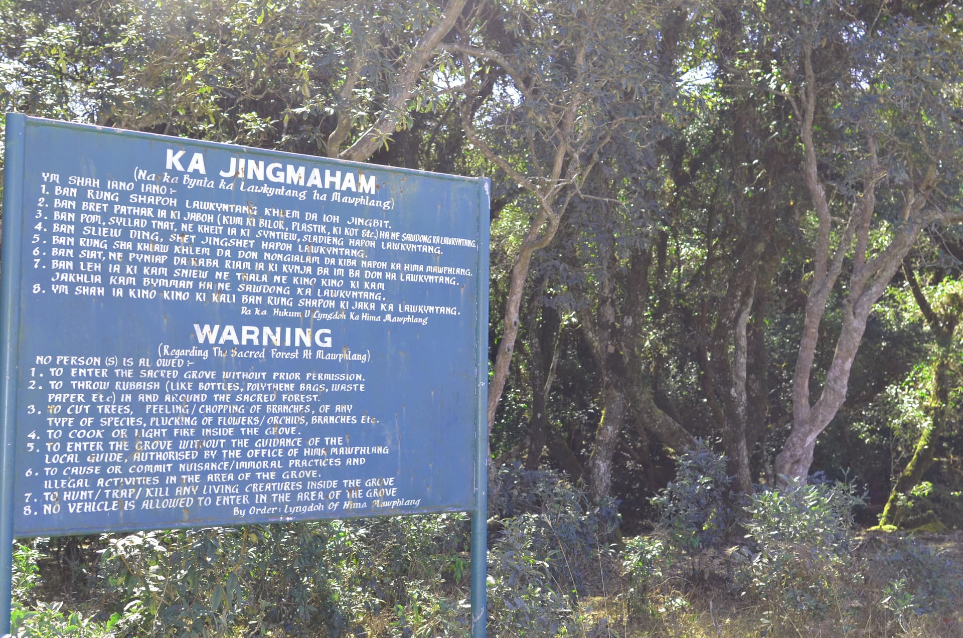 Mawphlang Forest